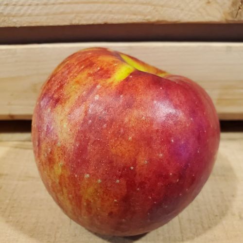 Local Apples JONAGOLD