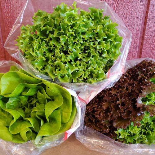 Local Lettuce