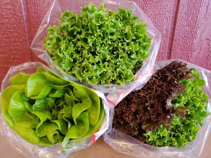 Local Lettuce