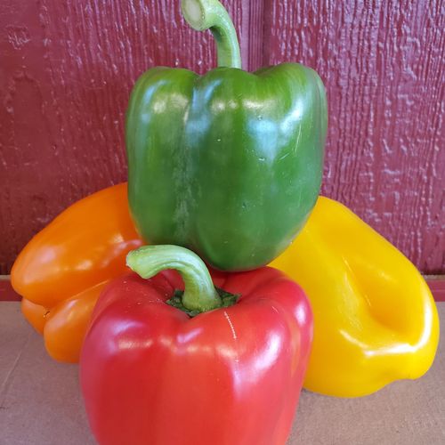 Local Bell Peppers