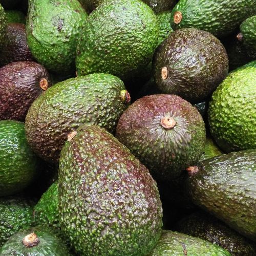 Avocado