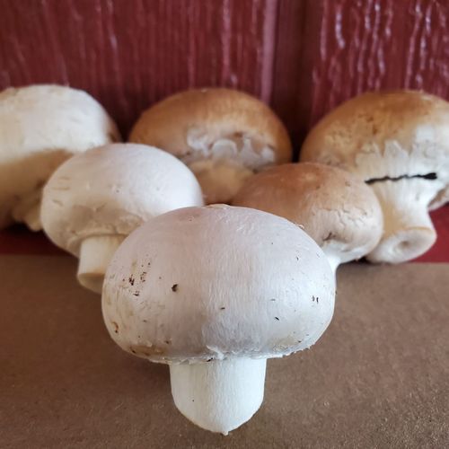 Local Mushrooms