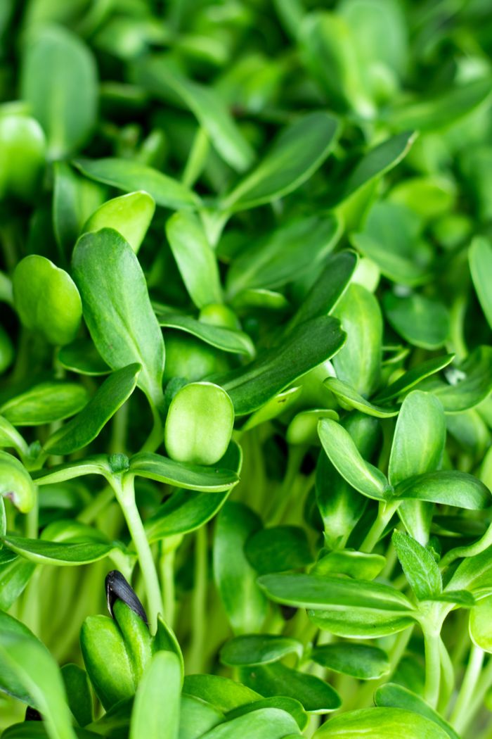 Port Dover Pick Up- Sunflower Microgreens