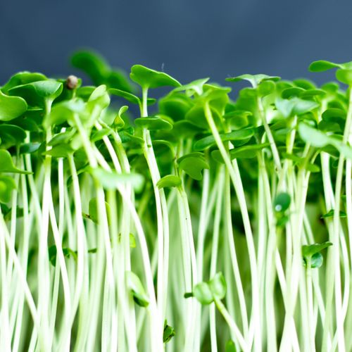 Port Dover Pick Up- Mustard Microgreens