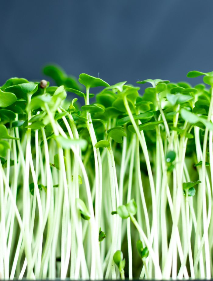 Port Dover Pick Up- Mustard Microgreens