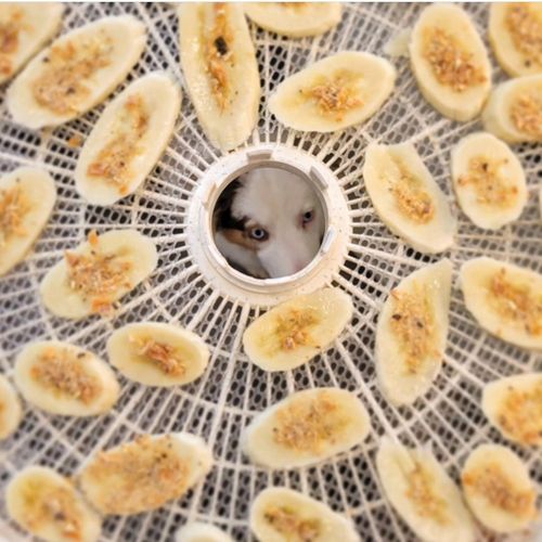 Banana, Salmon & Ginger Snax