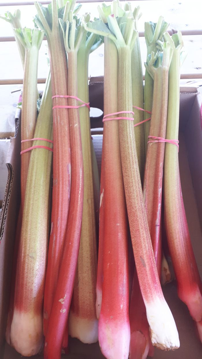 Rhubarb
