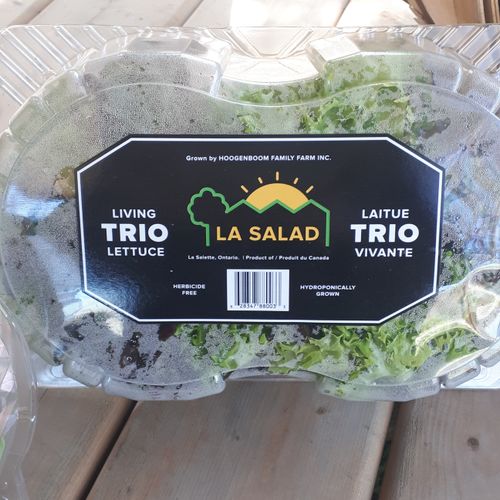 Double Head Lettuce