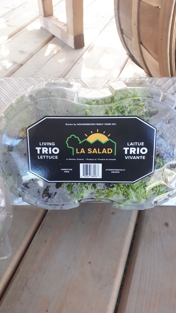 Double Head Lettuce