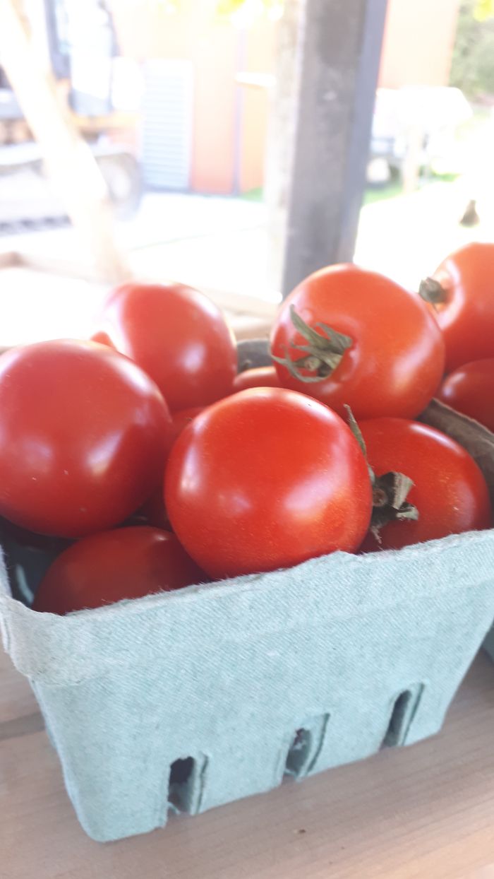Greenhouse cocktail tomatoes