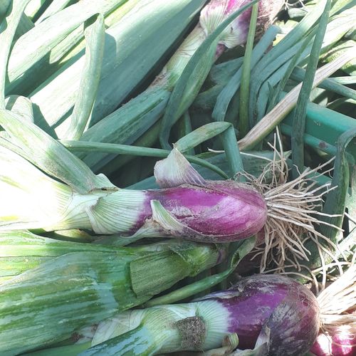 Red Onions