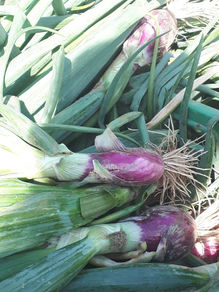 Red Onions