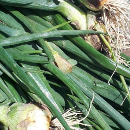 Spanish Onion