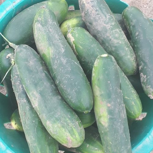 Field Cucumber