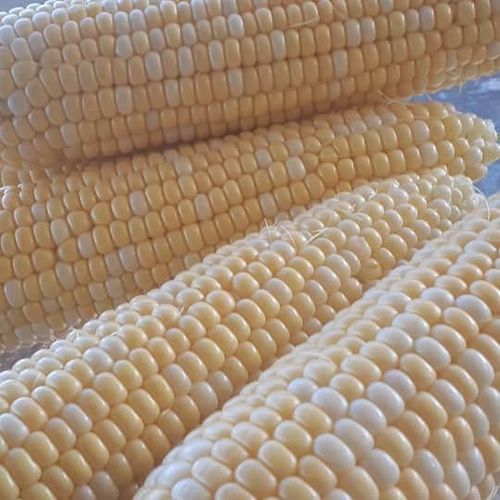 Sweet Corn