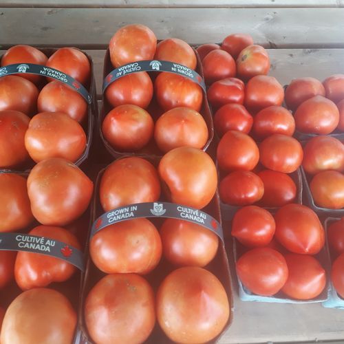 Field Tomatoes