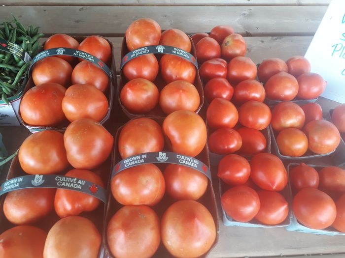 Field Tomatoes