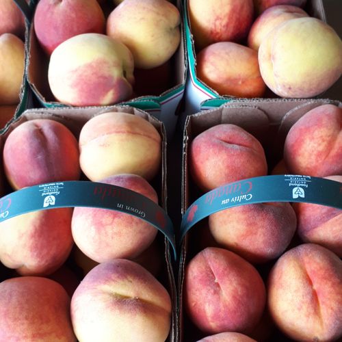Basket of peaches