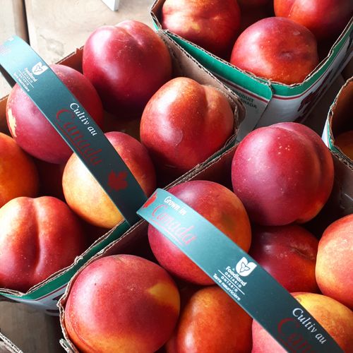 Nectarines
