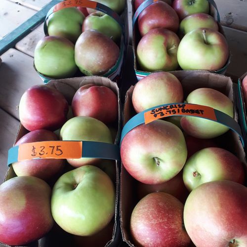 suncrisp apples