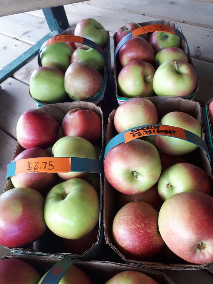 suncrisp apples